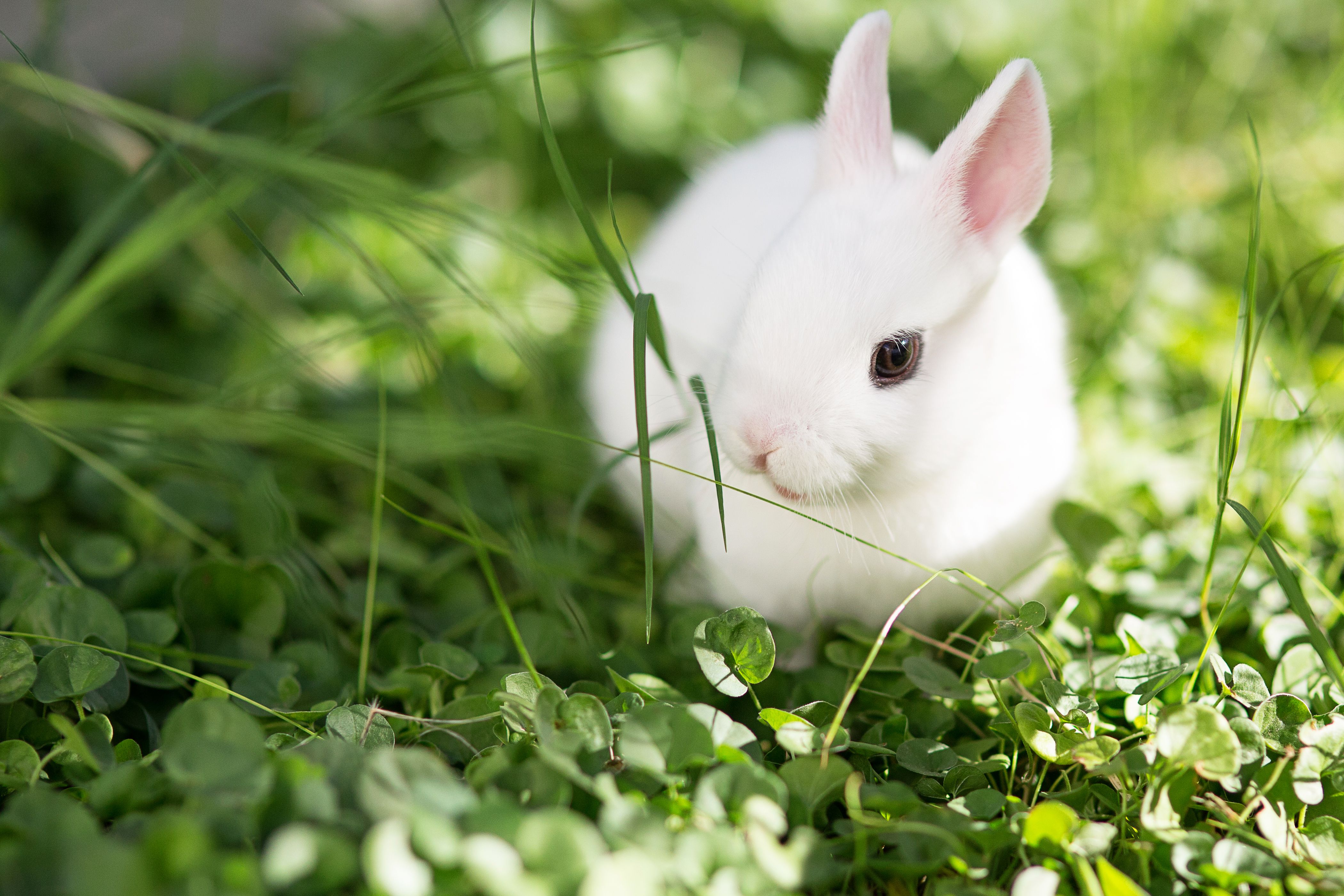 White Rabbit in grass