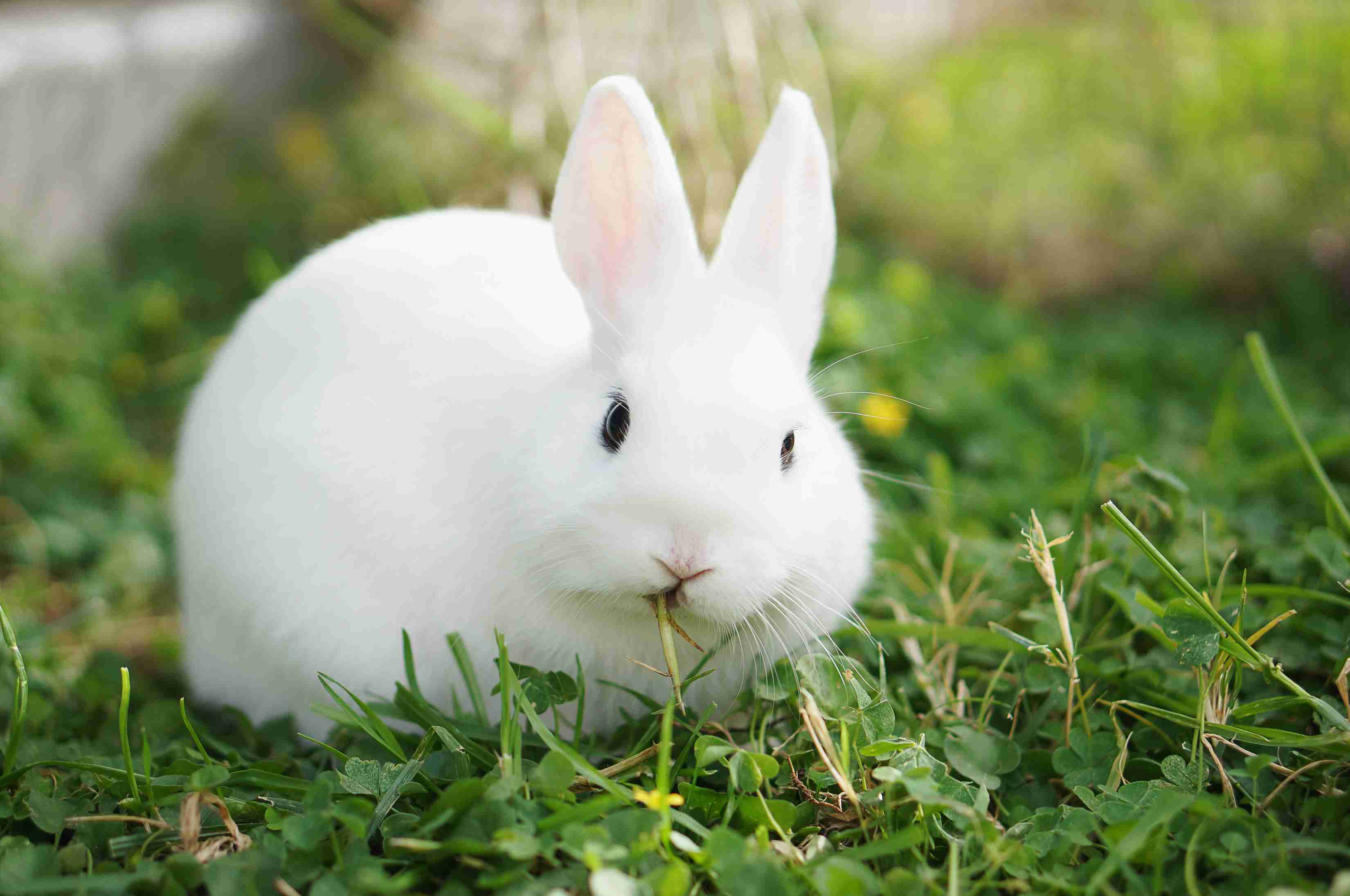 White hotot rabbit eating grass