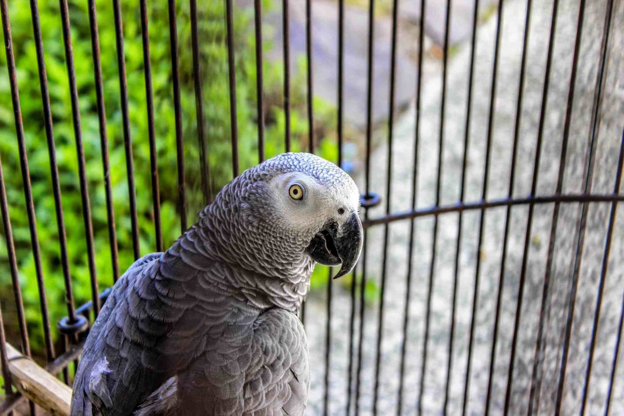 African Grey Parrot in a birdcage