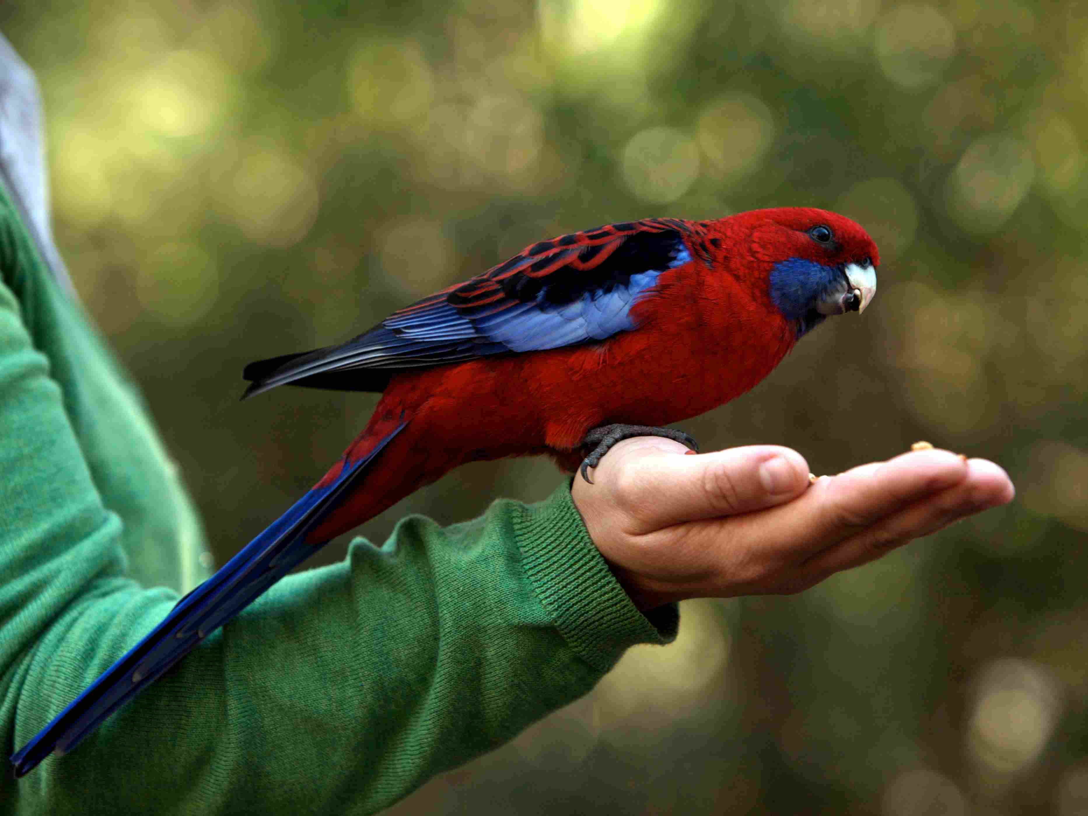Feeding a female Eclectus parrot