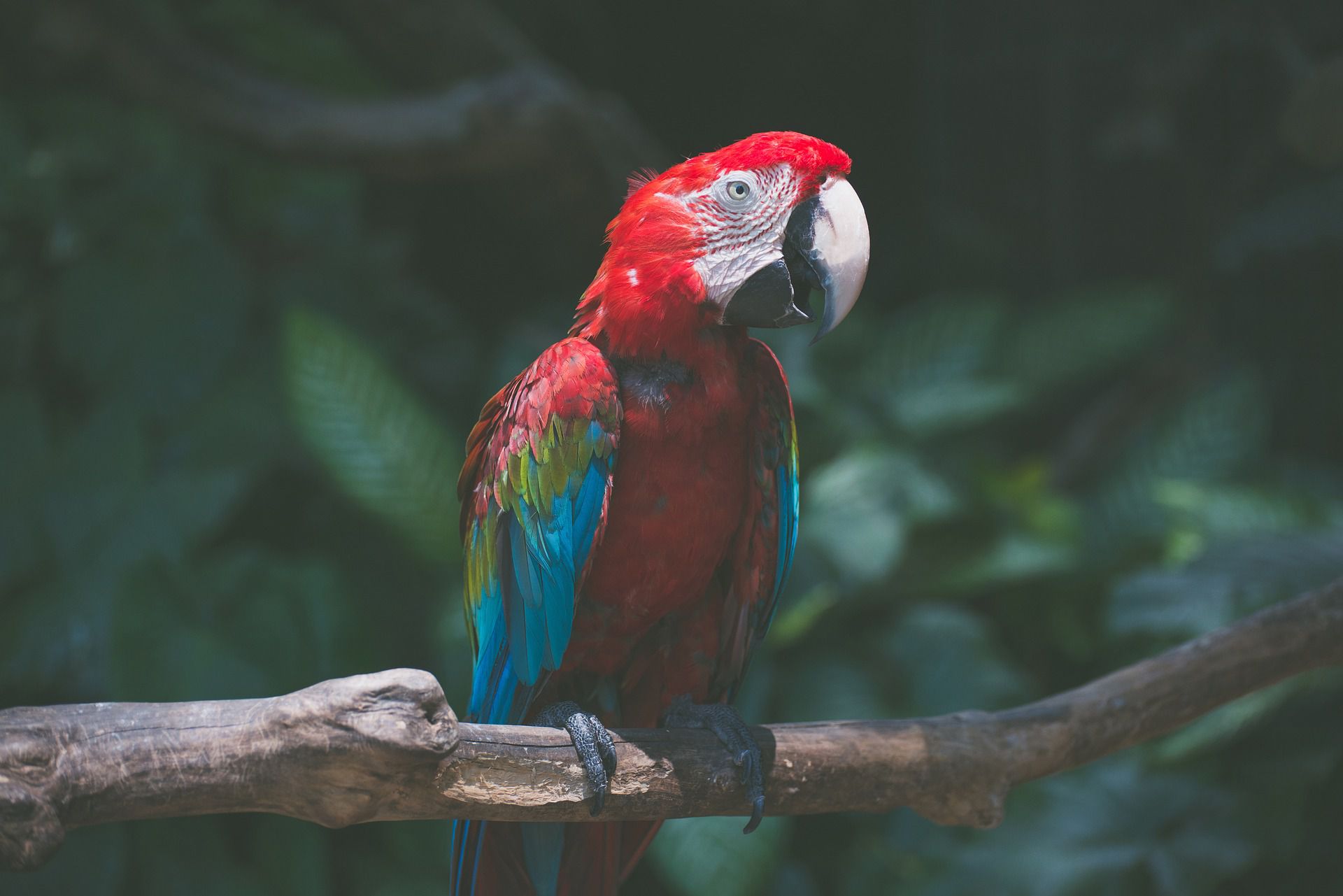 Macaw on a branch