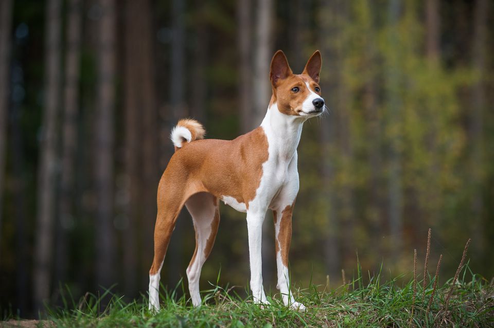 Basenji standing in front of a blurred forest background