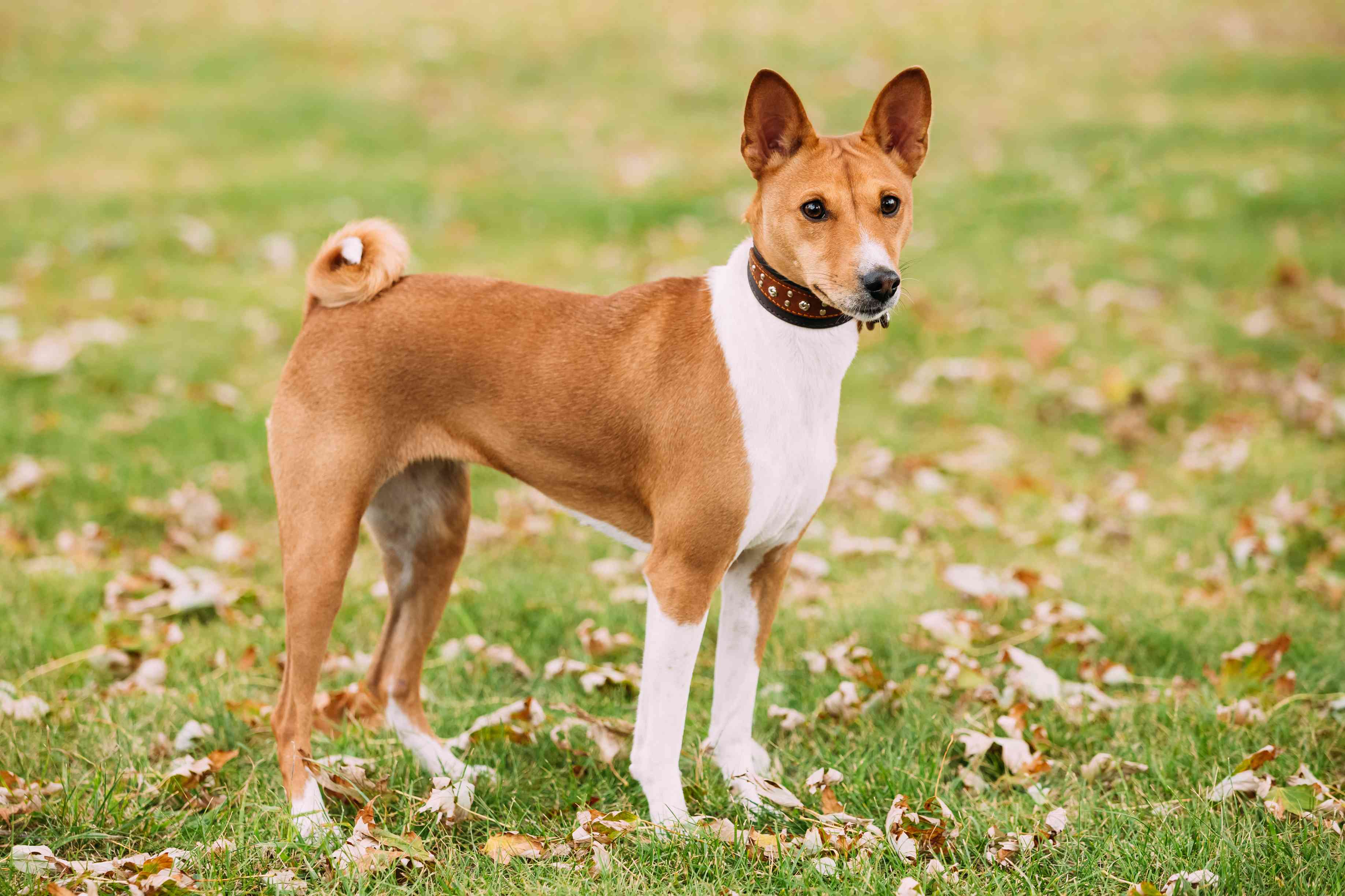 Basenji standing in grass with dried leaves