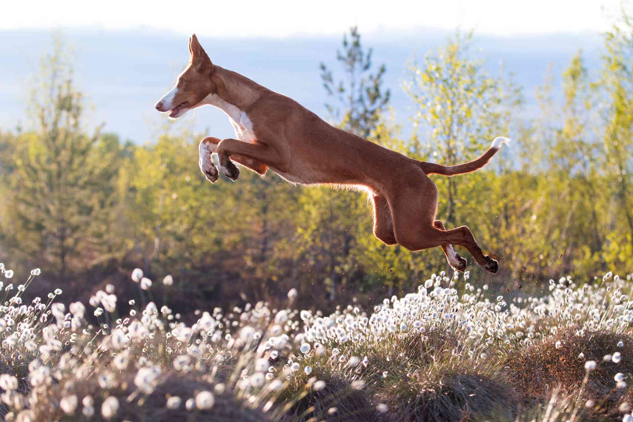 Ibizan Hound jumping through a meadow