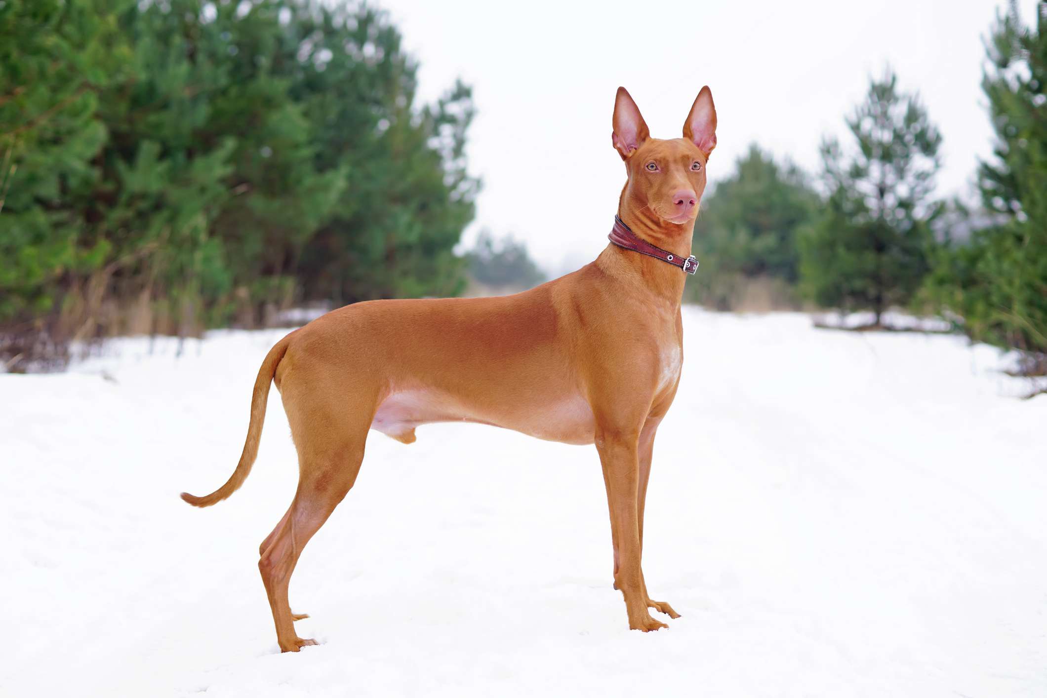 Pharaoh Hound standing in snow in a forest