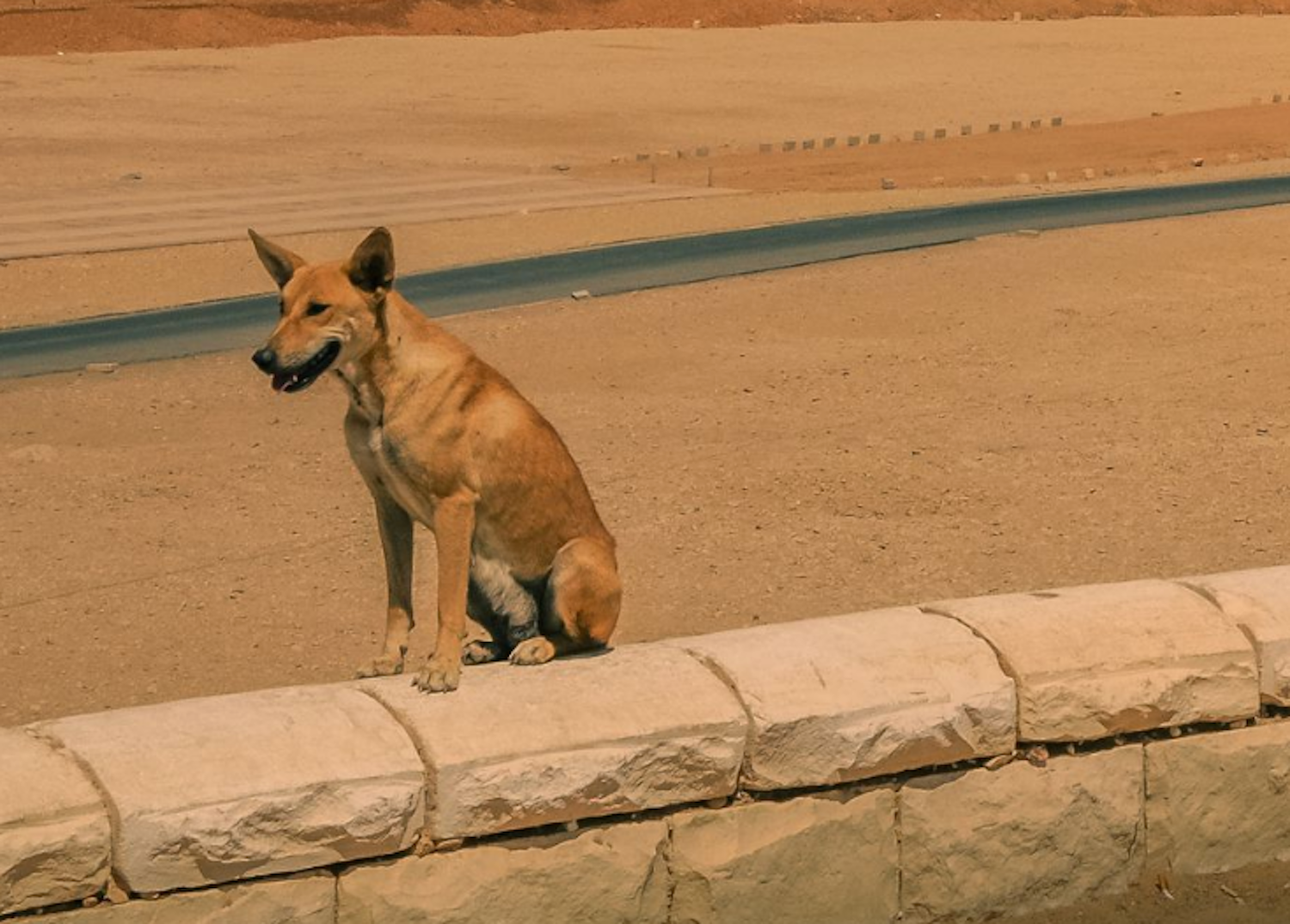 Baladi Street Dog
