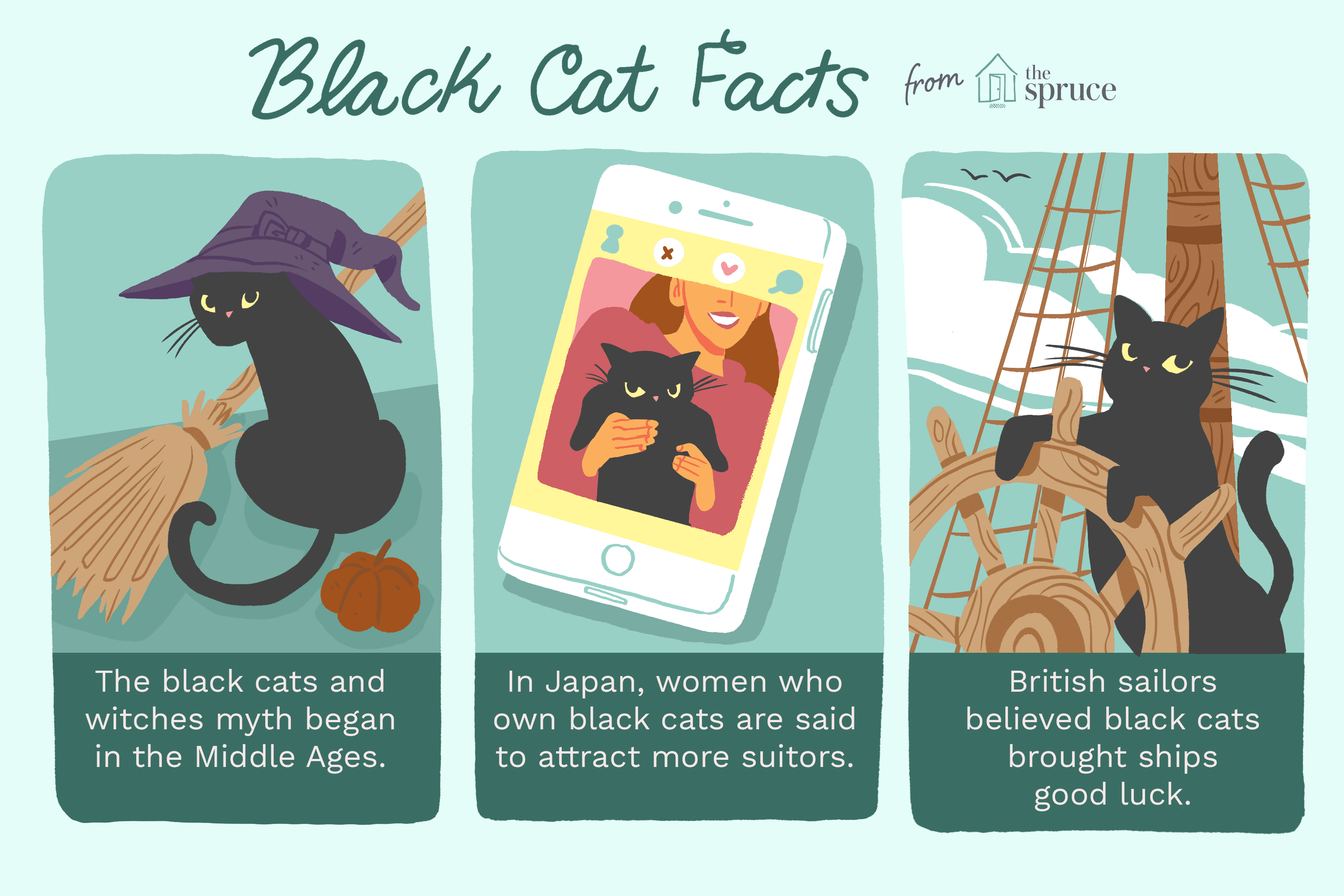 Illustration of black cat facts