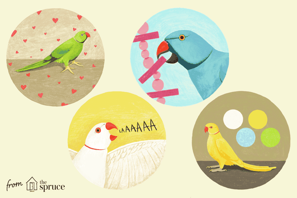 facts about indian ringneck parakeets illustration