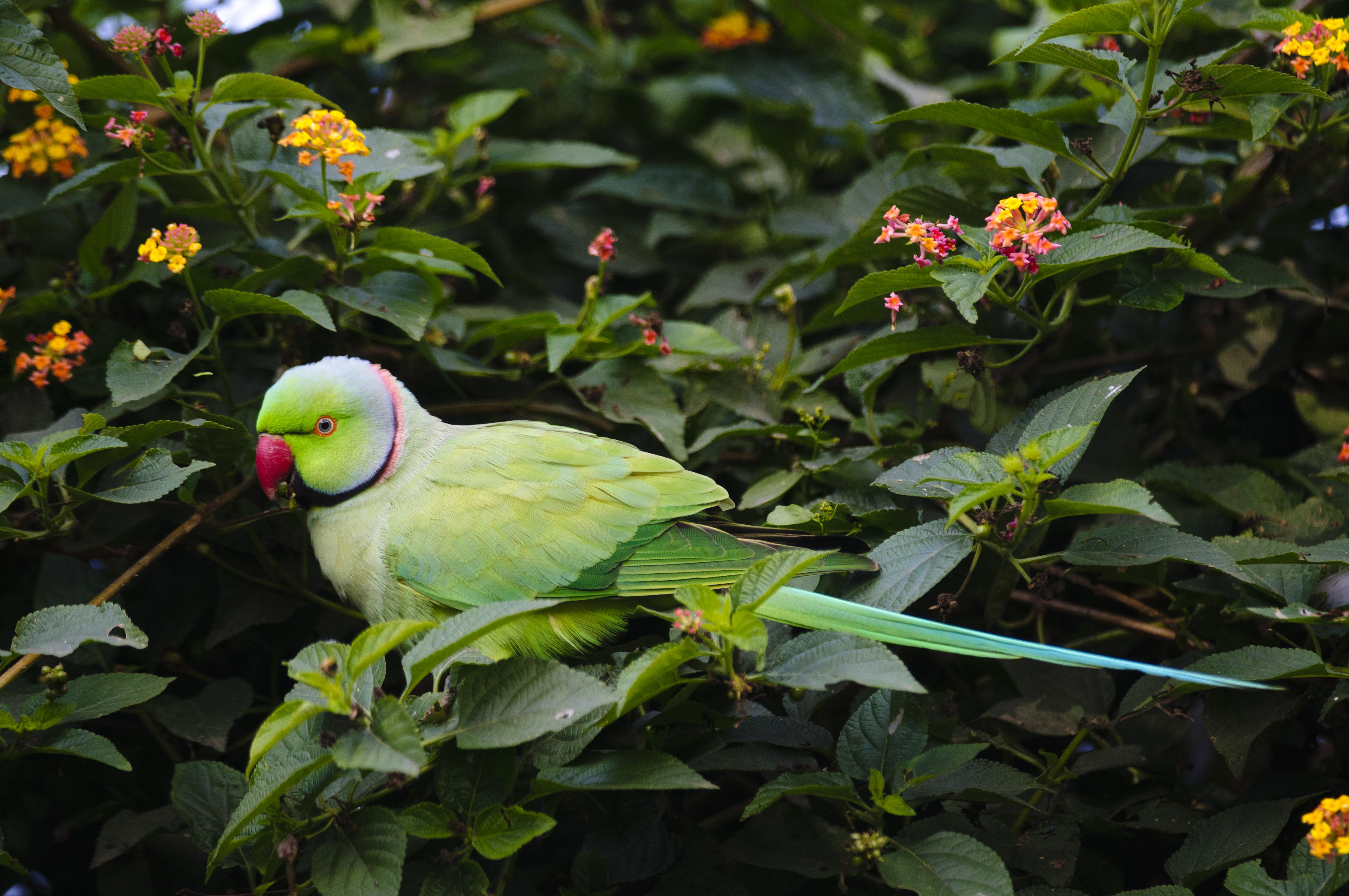 Indian ringneck parakeet (Psittacula krameri) sitting in a bush