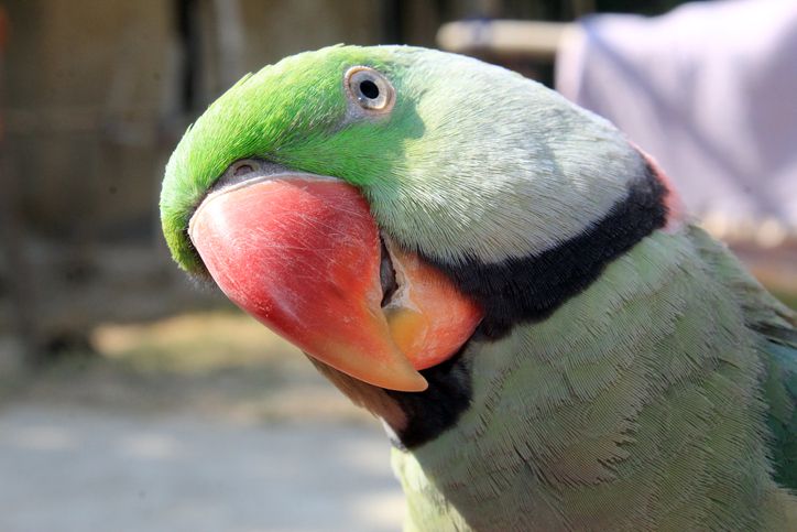 closeup of an Indian ringneck parakeet's face looking curious