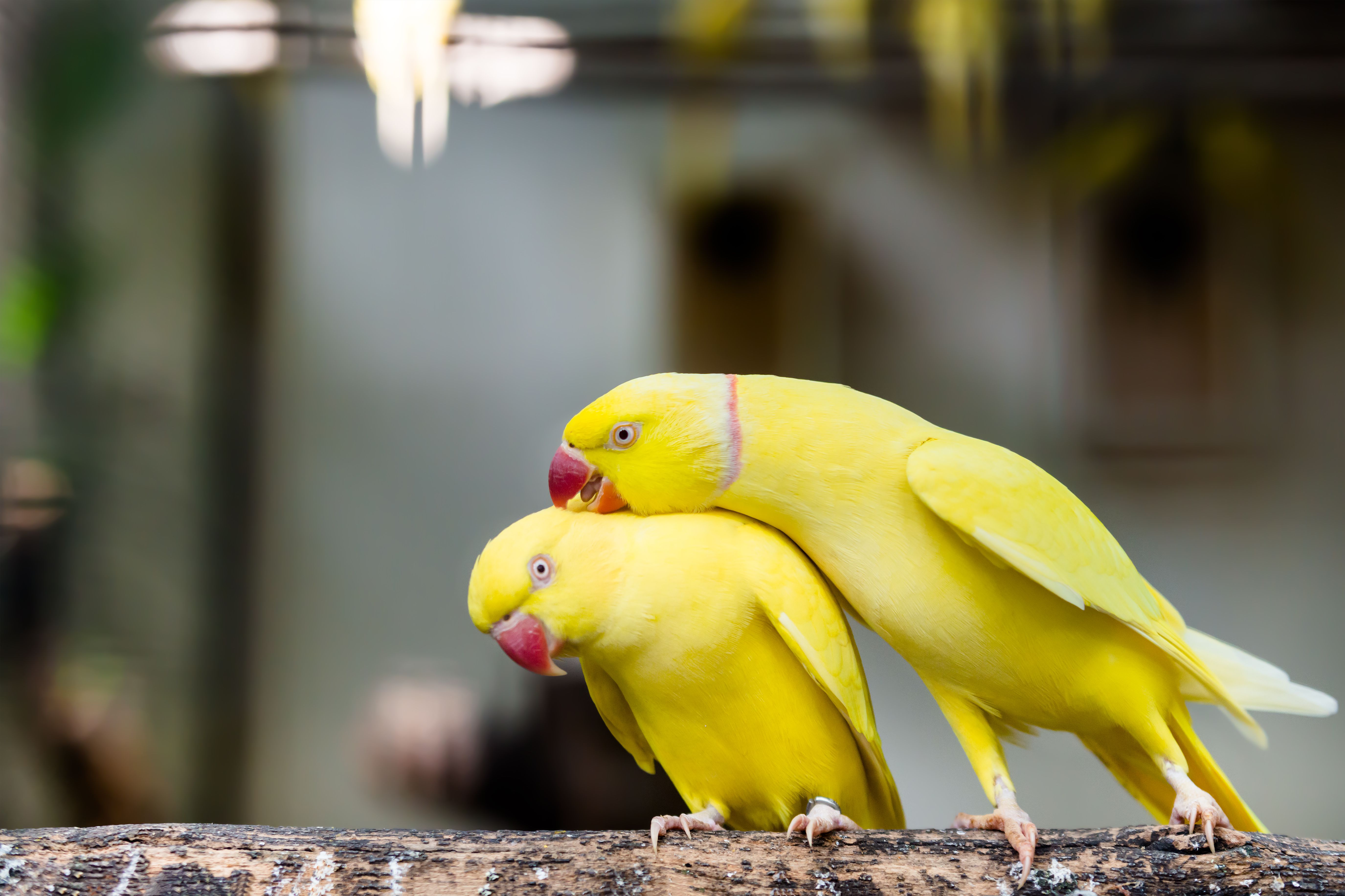 Two yellow ringneck parakeets standing on a branch with one preening the other