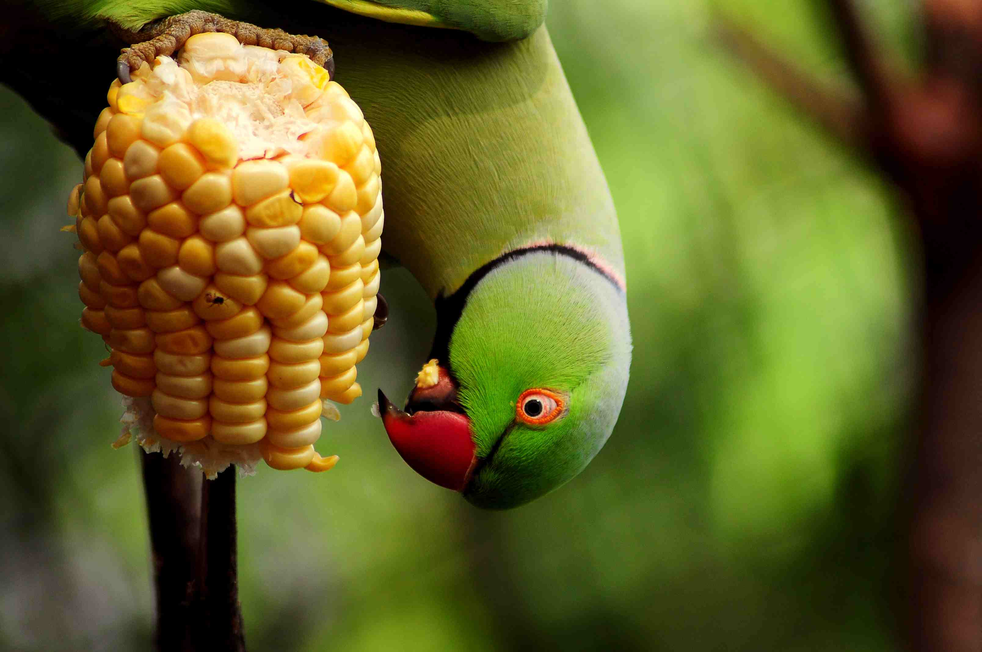 Indian ringneck parakeet eating corn