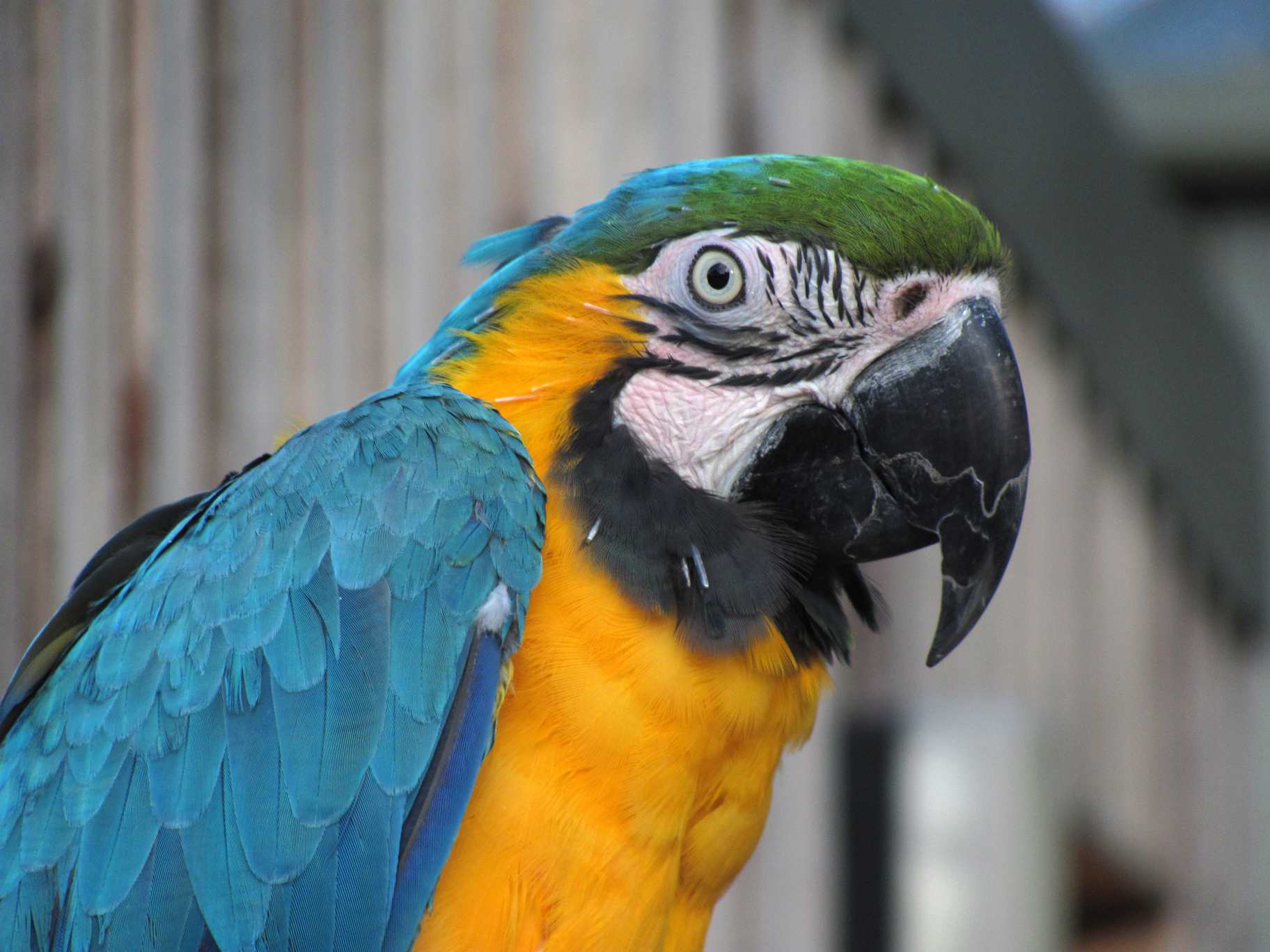 Face of a blue macaw.