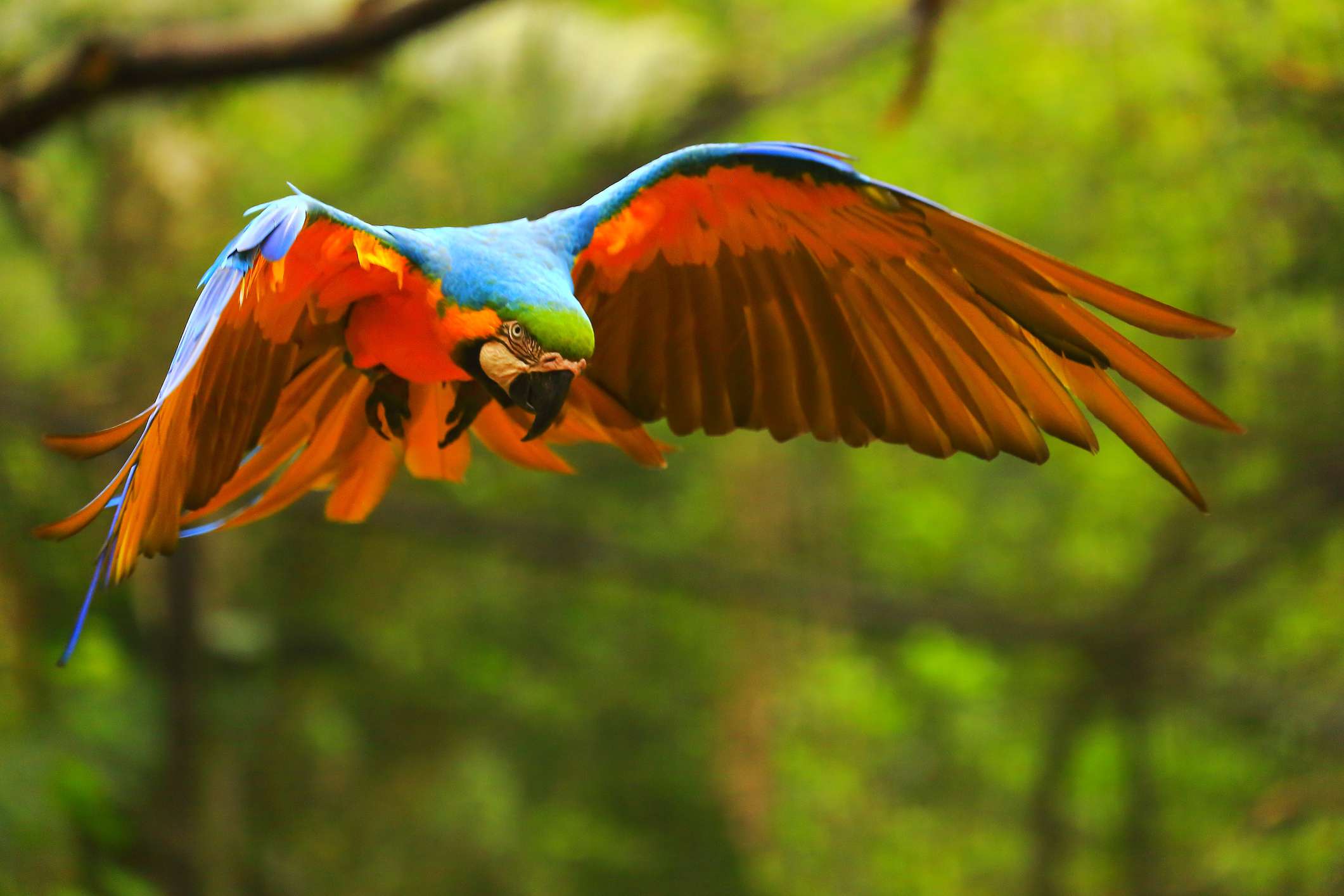 Blue and gold macaw in flight.