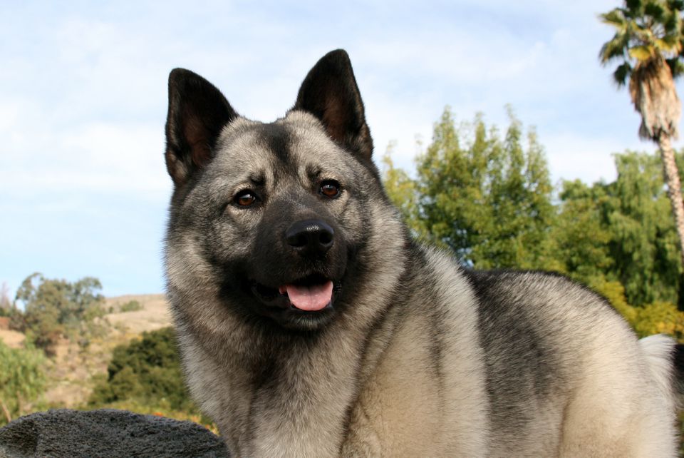 Norwegian Elkhound profile shot with forest in background
