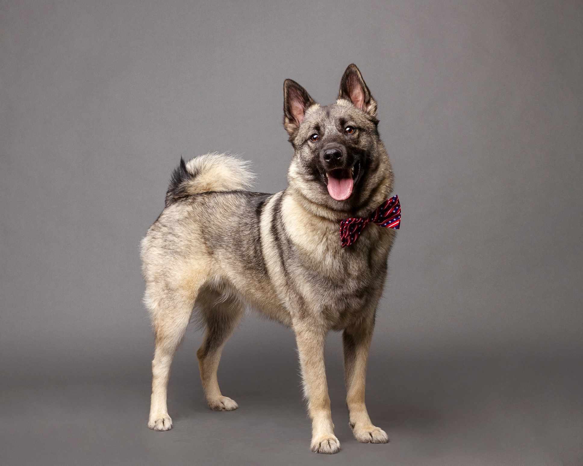Norwegian Elkhound standing with a bowtie on in front of a grey background