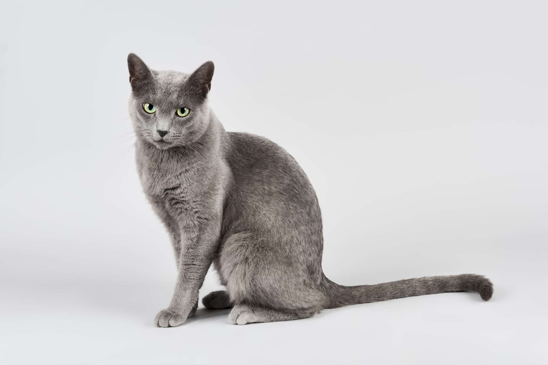 Russian Blue Cat sitting against a grey background