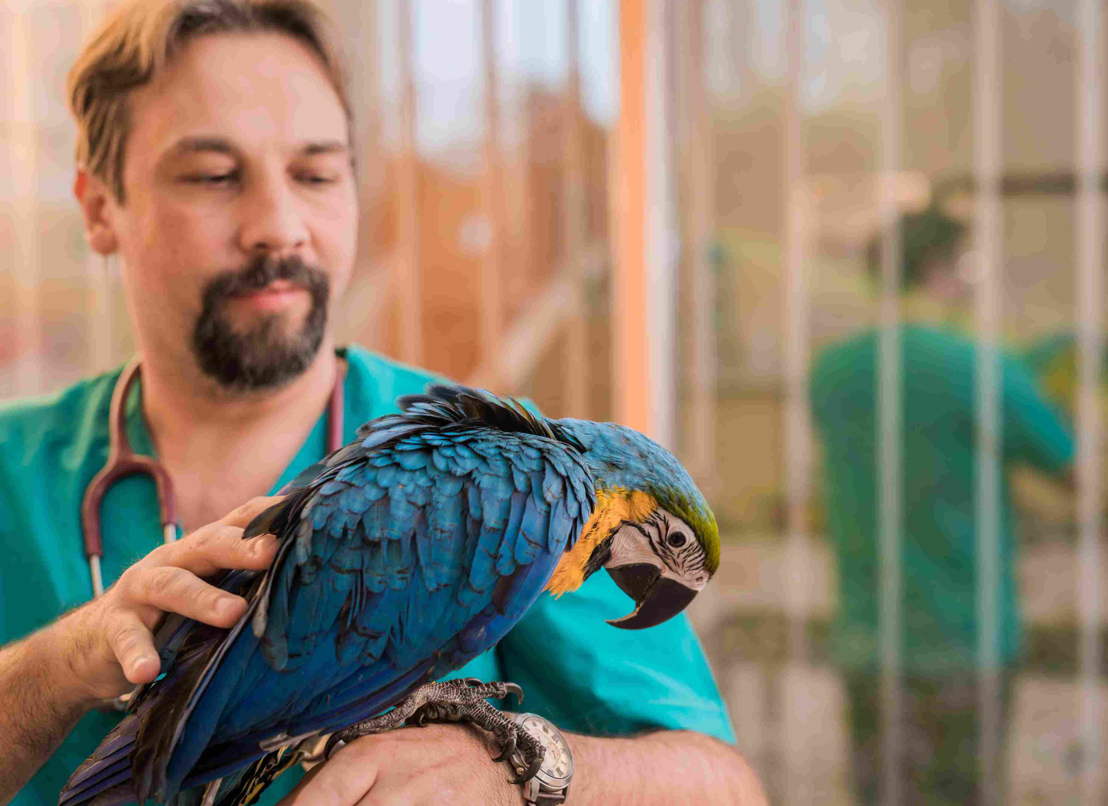 Veterinarian examining a young Ara parrot