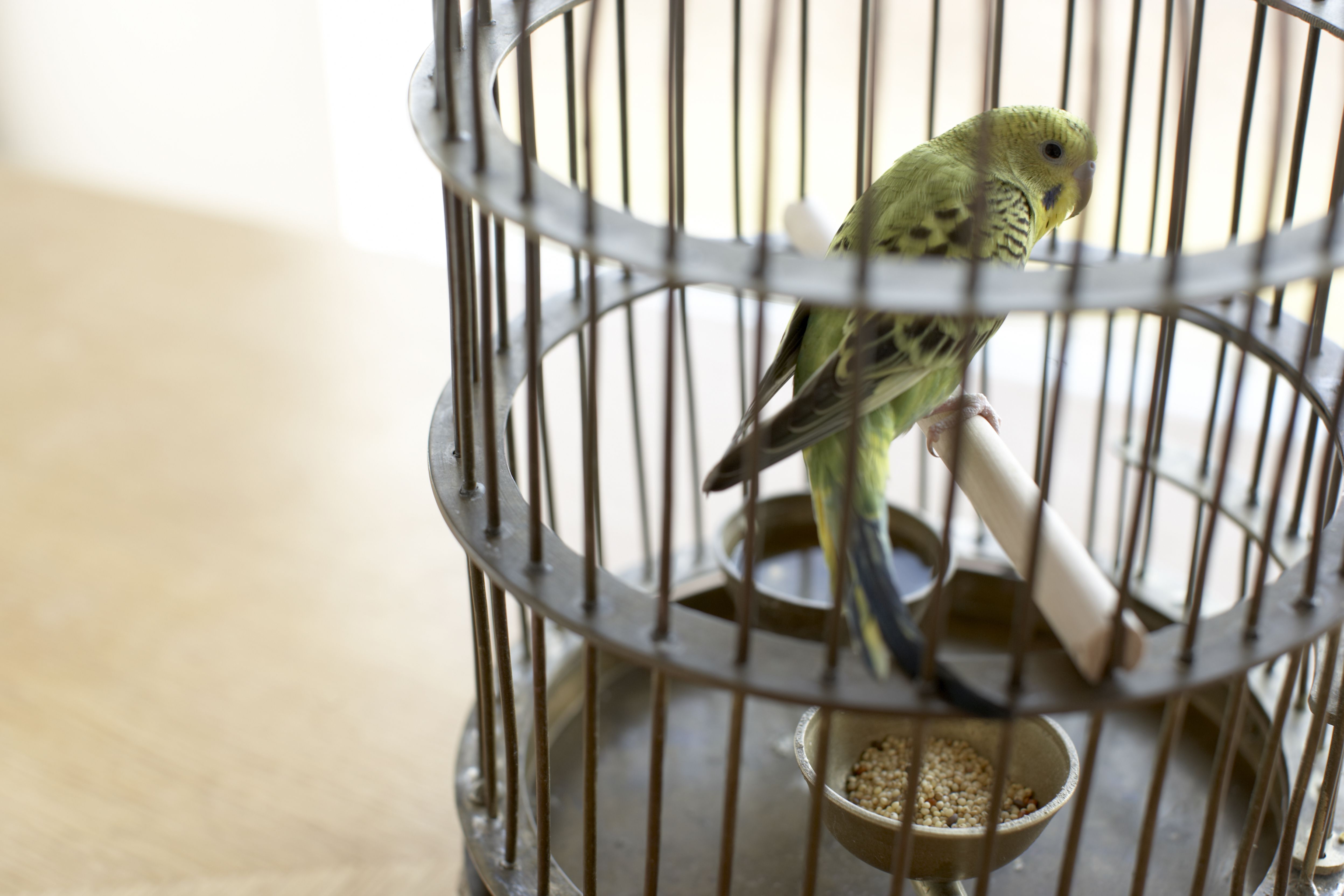 Budgie in a cage