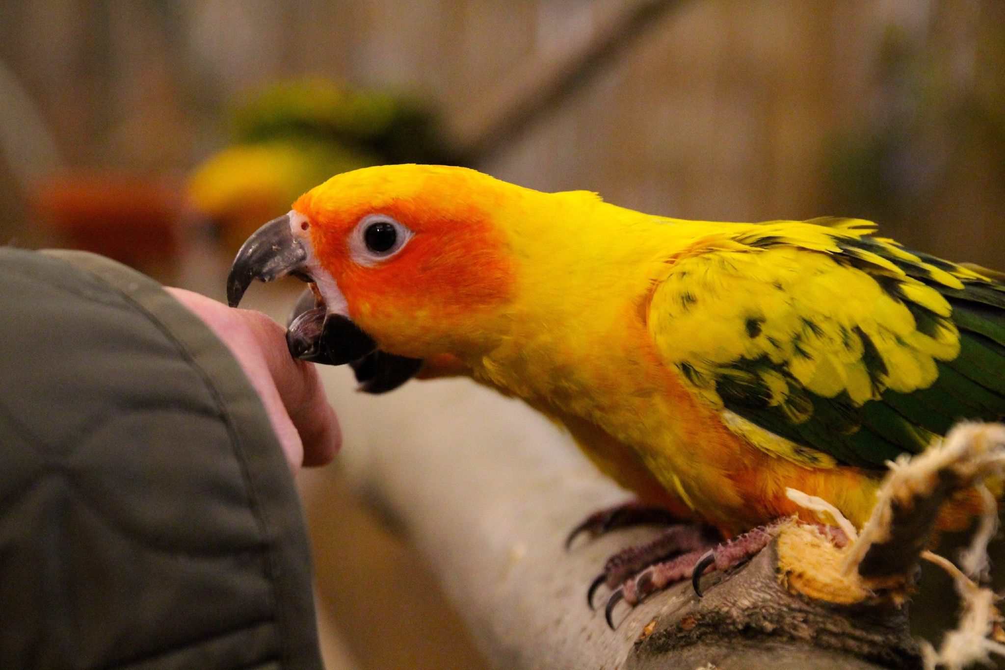 Parrot biting a finger
