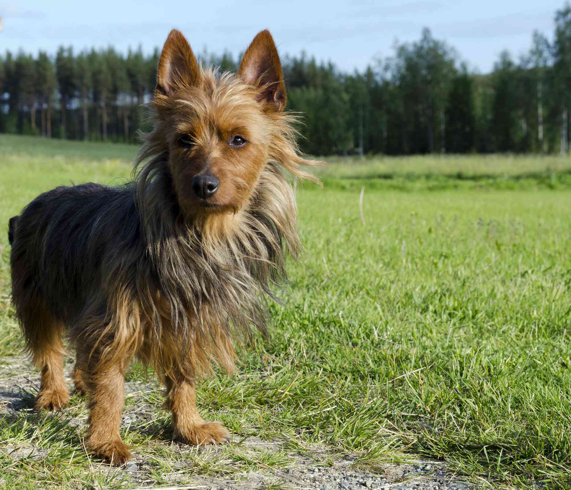 Australian Terrier standing on grass in front of a forest