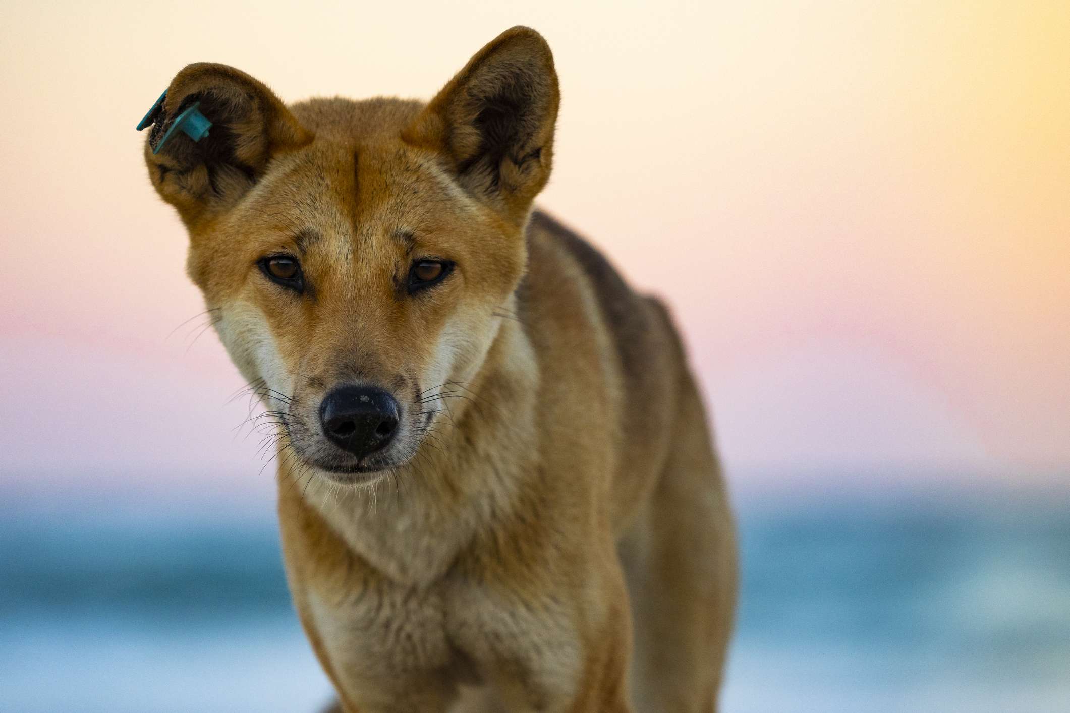 Australian Dingo profile in front of blurred sunset