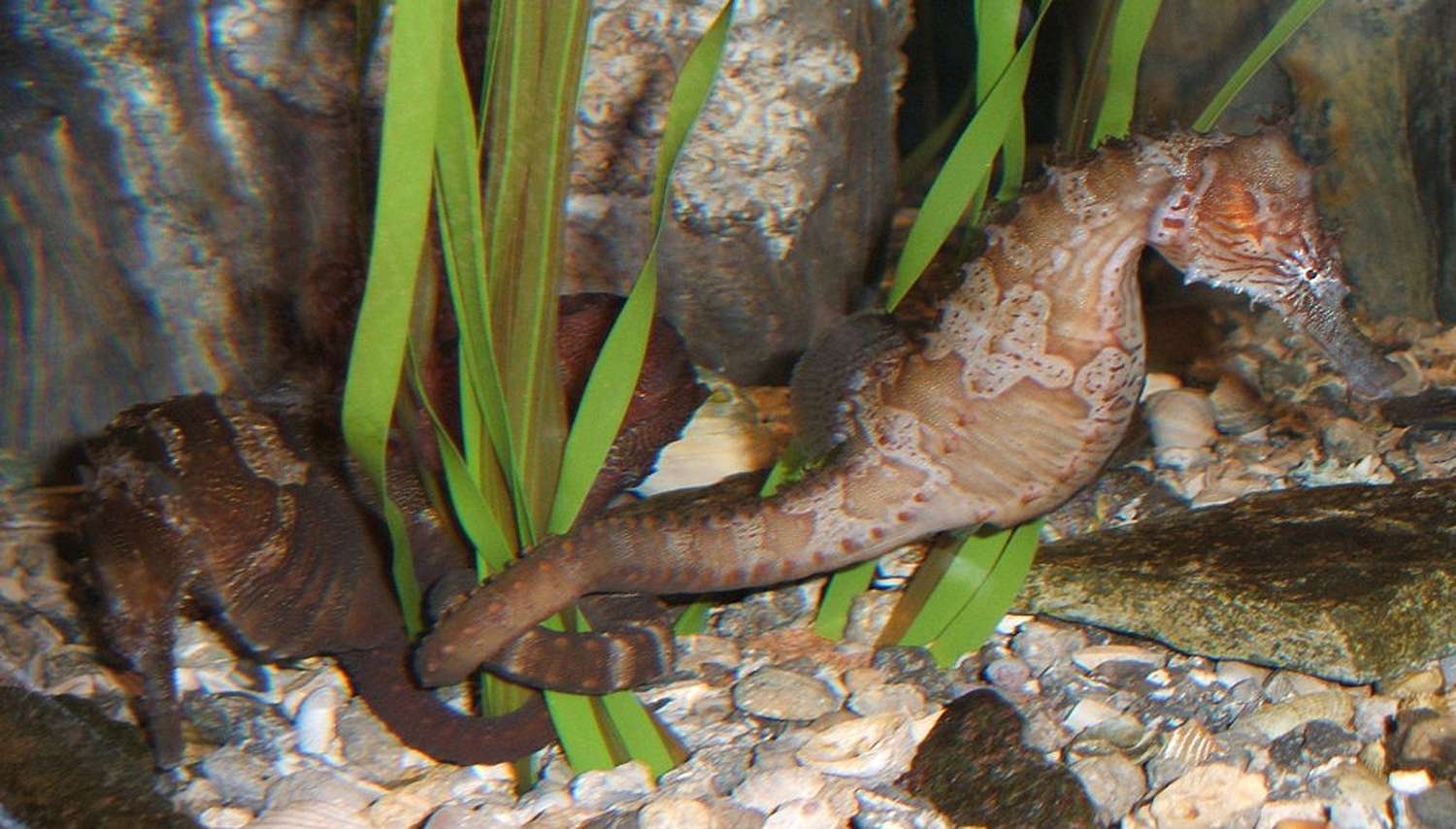 Seahorse-aquarium