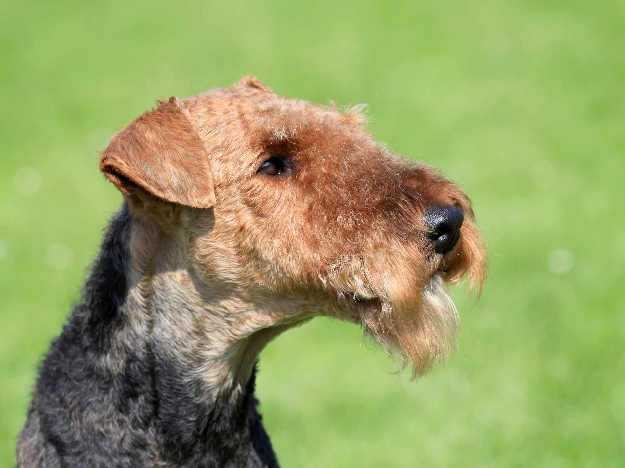 Airedale Terrier headshot on blurred grass background