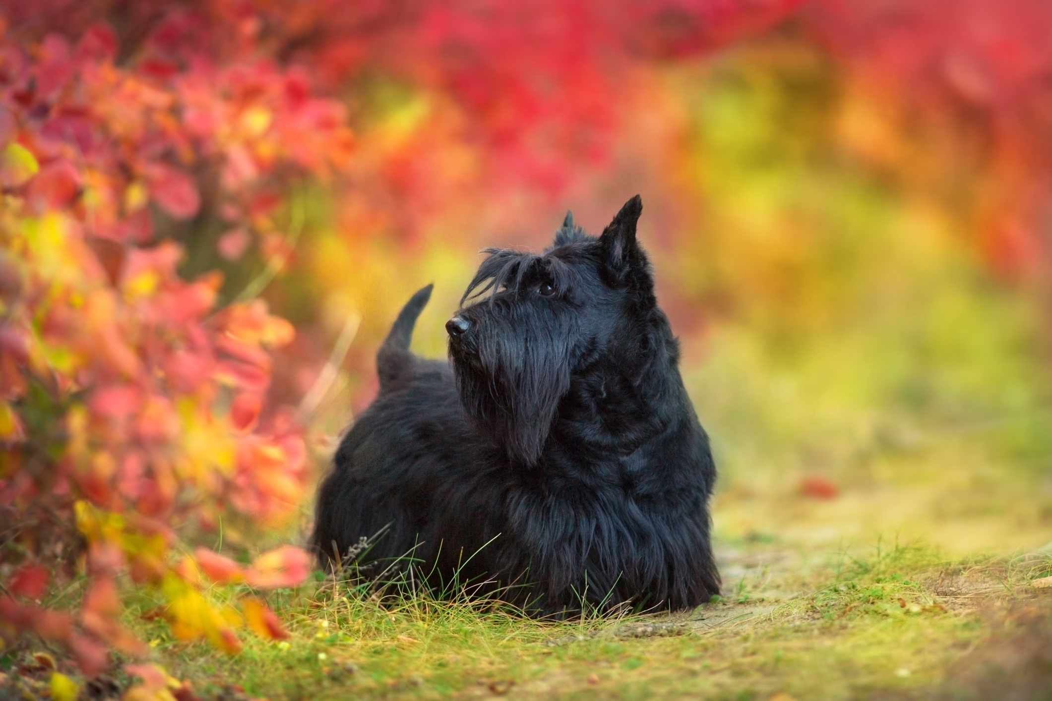 Scottish Terrier standing in front of an autumnal leaves background