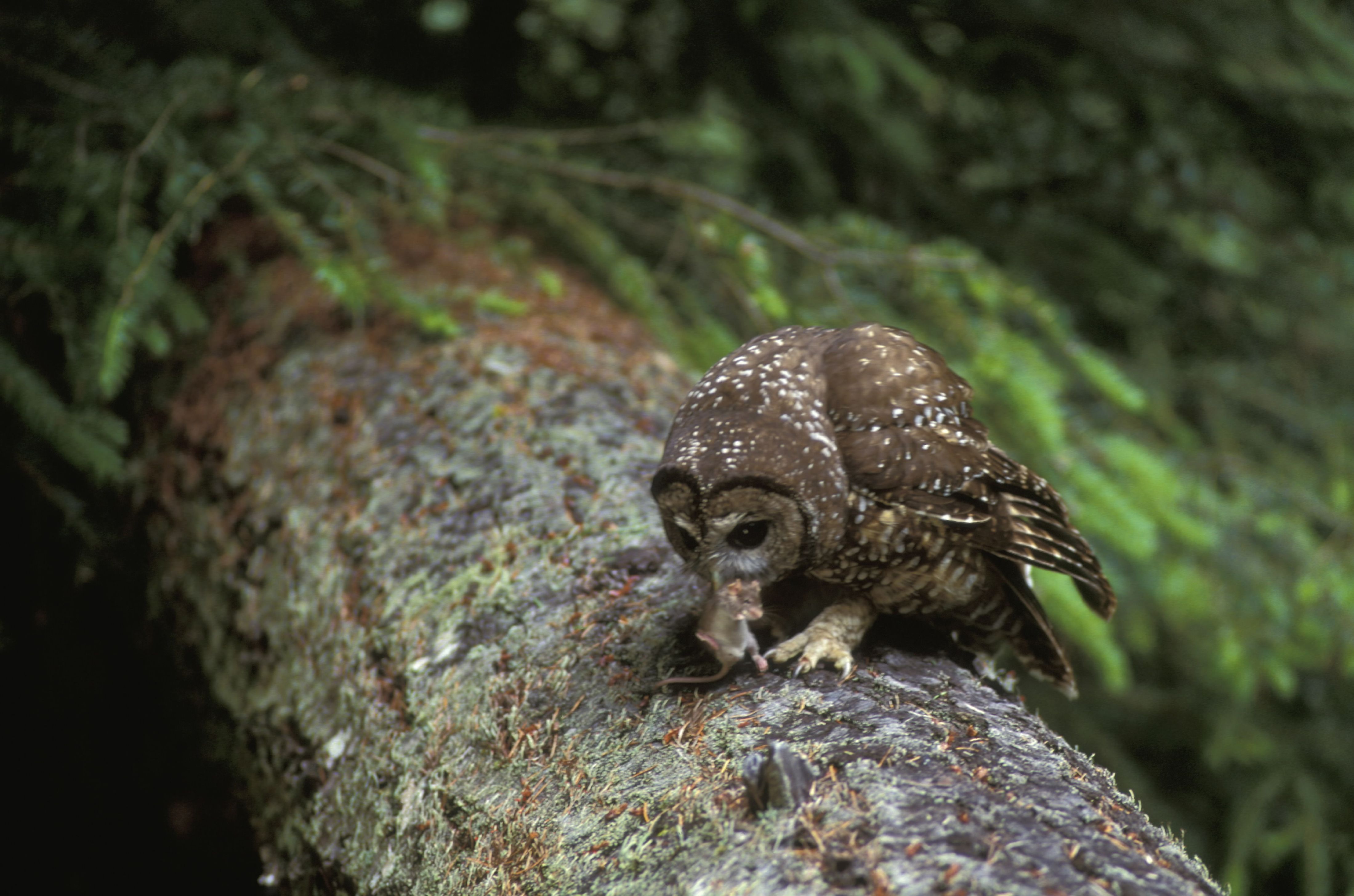 Owl eating on a log