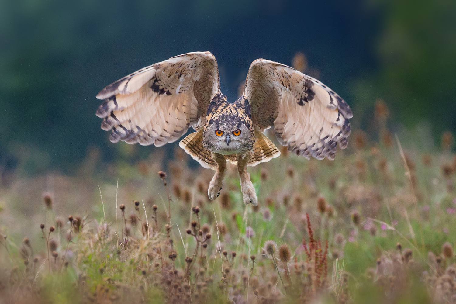 Eagle Owl Flying Over Field