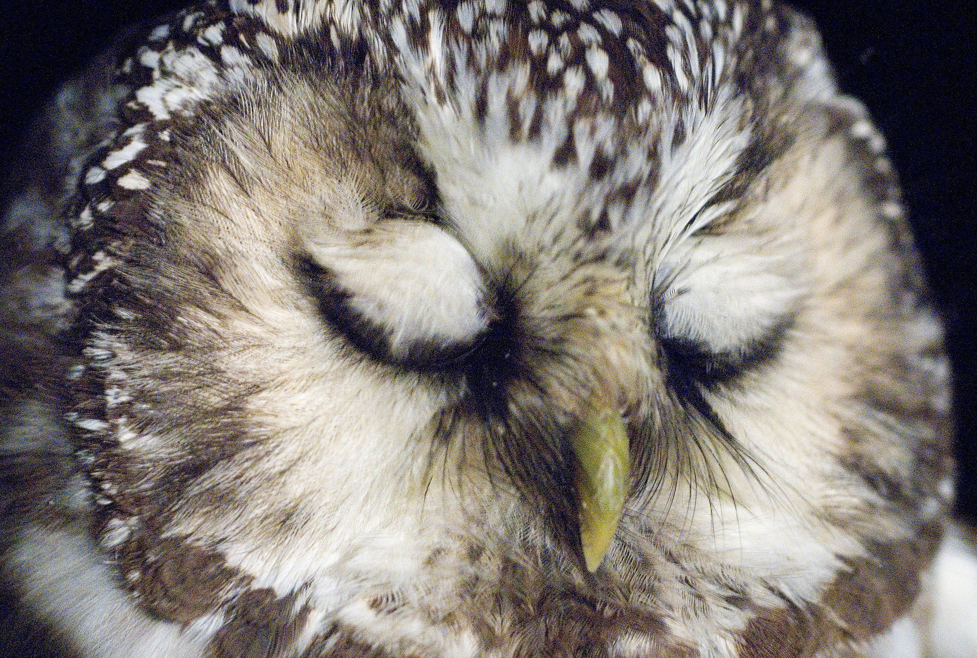 A sleepy owl