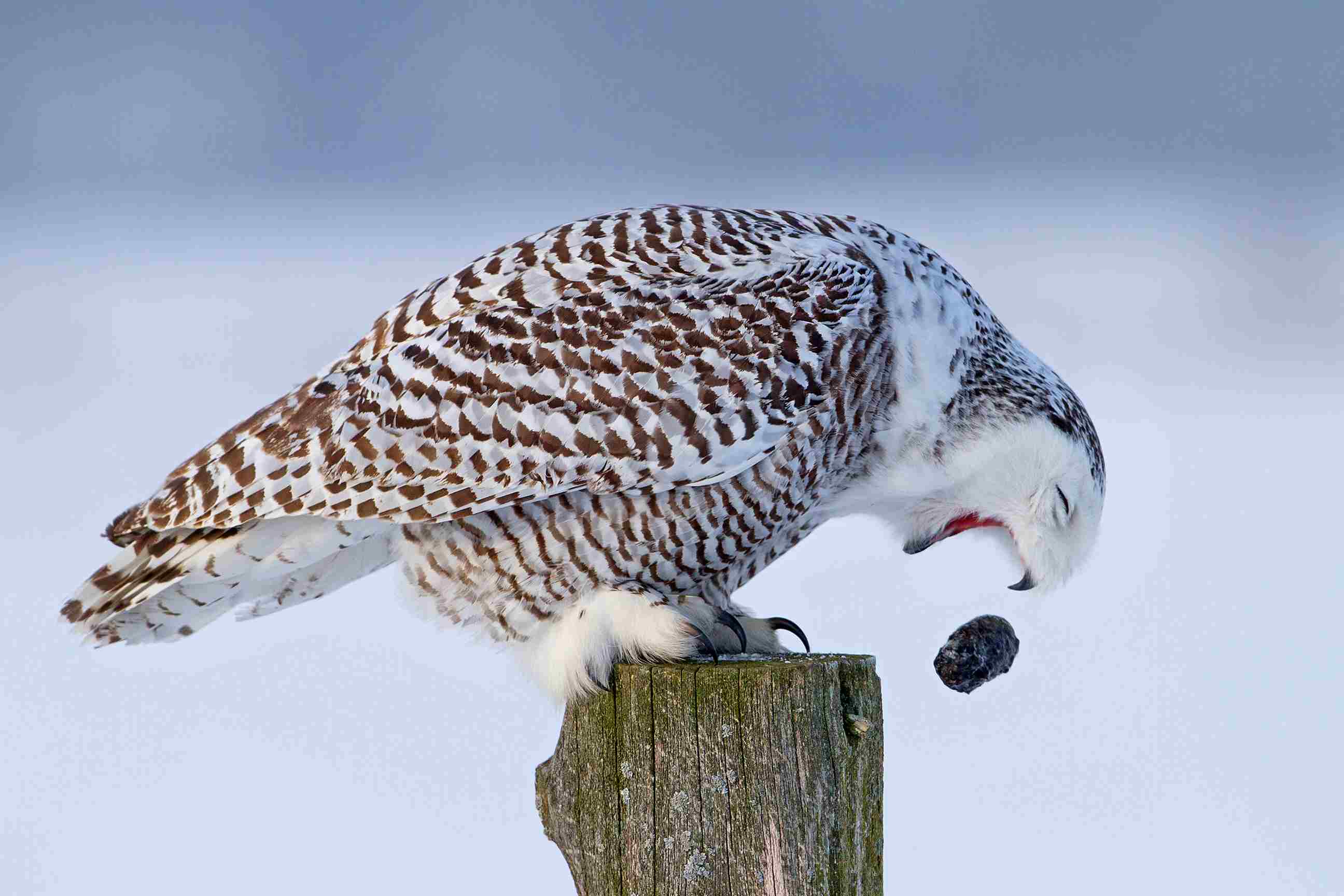 An owl dropping someing out of its mouth