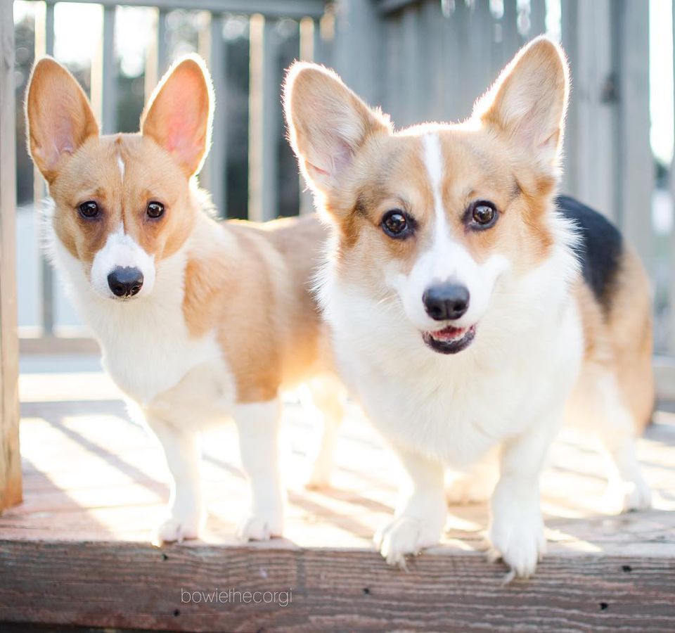 Two Corgi dogs looking into the camera.