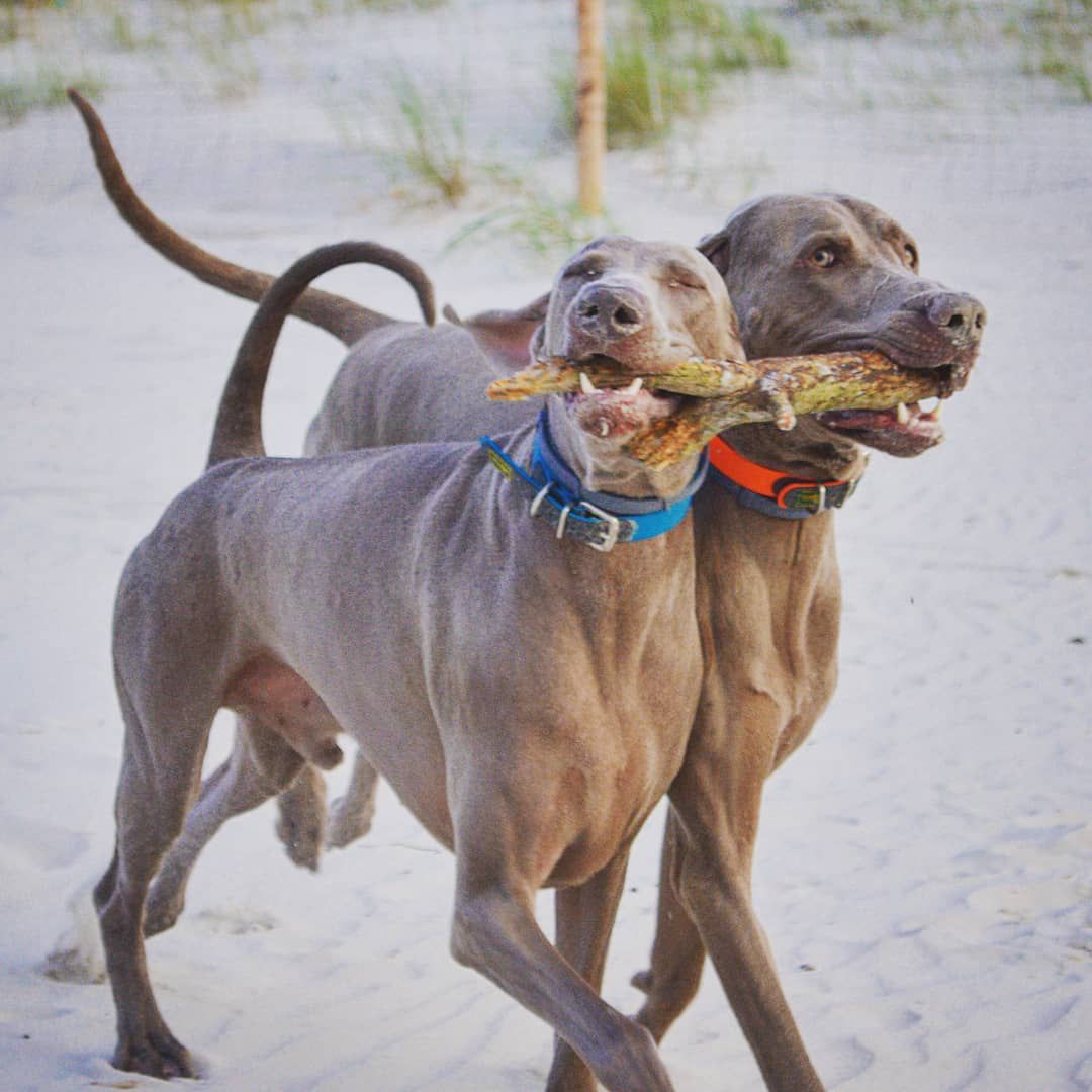 Two grey dogs running on a beach.