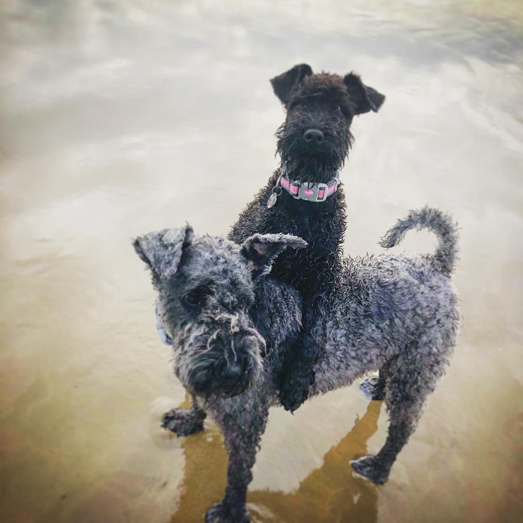 Two dogs playing in water.