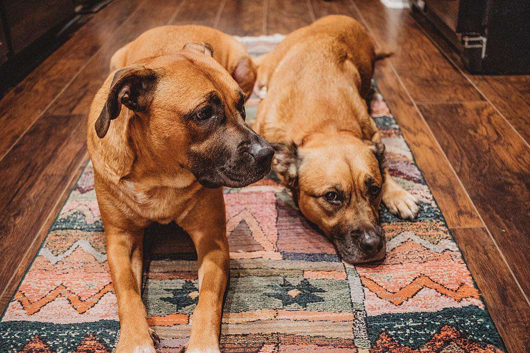 Two mixed breed dogs laying on an area rug.