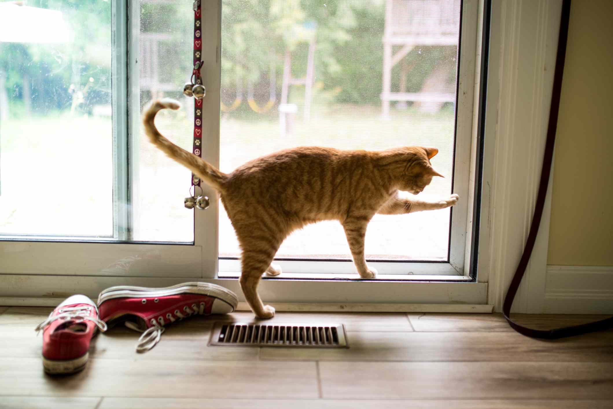 Cat trying to open door