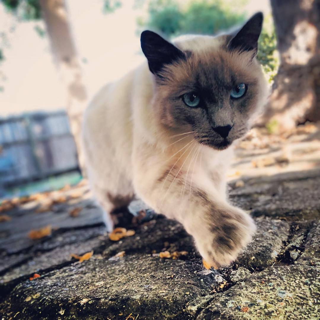 A polydactyl Siamese cat hunting.