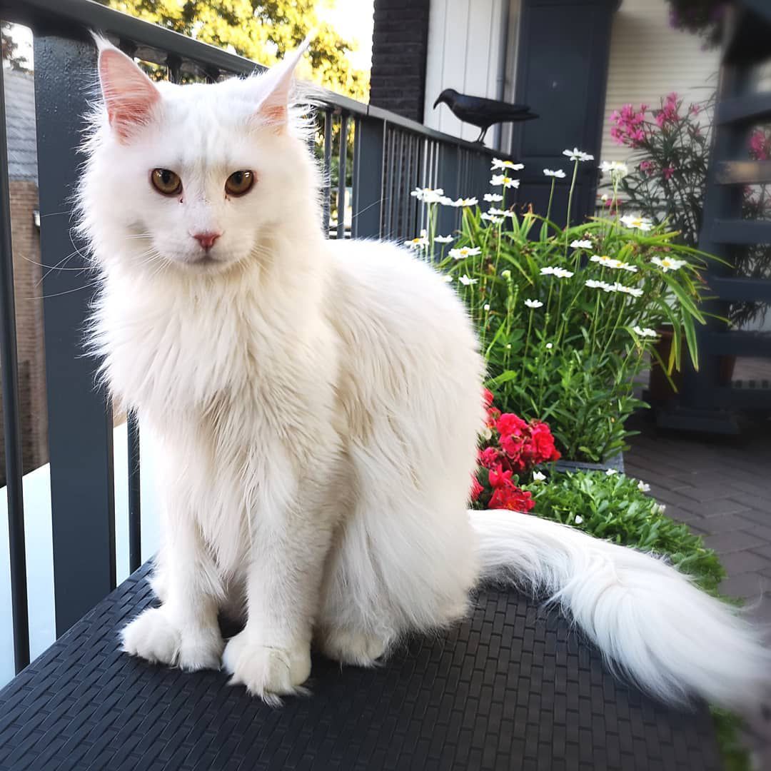 A white, polydactyl Maine Coon sitting outside.