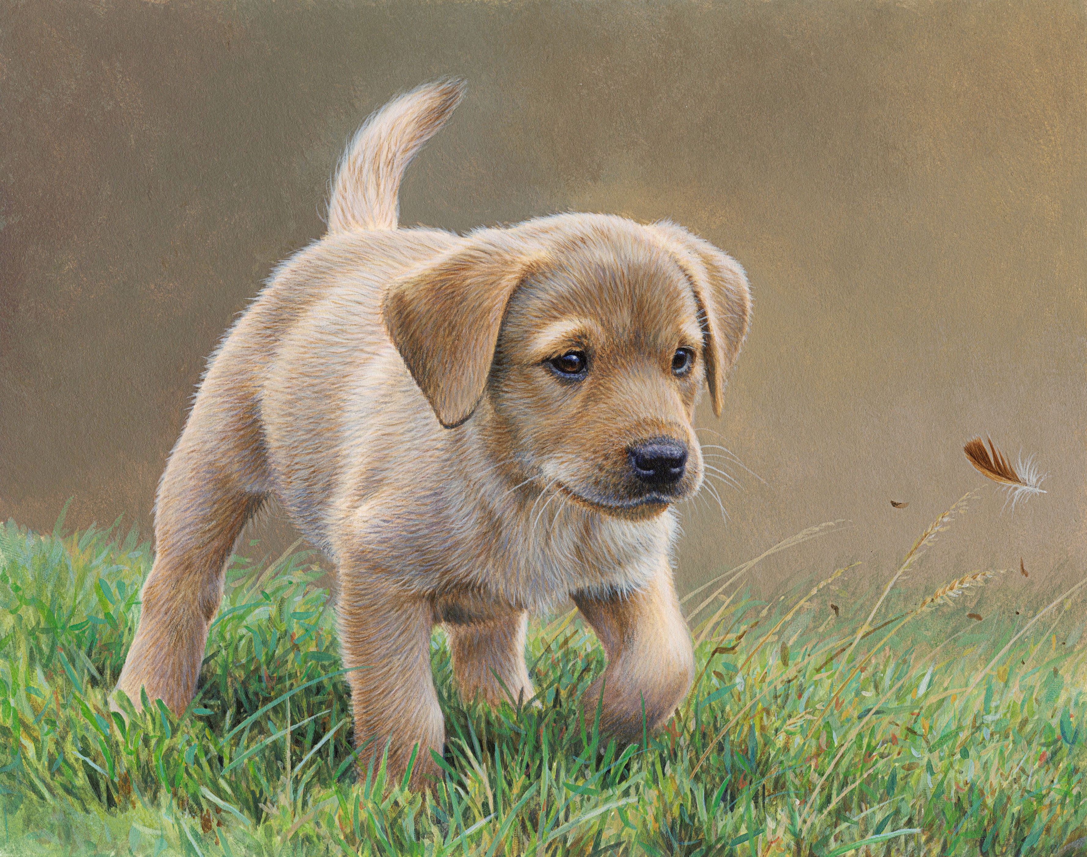 Yellow labrador puppy chasing feather in grass