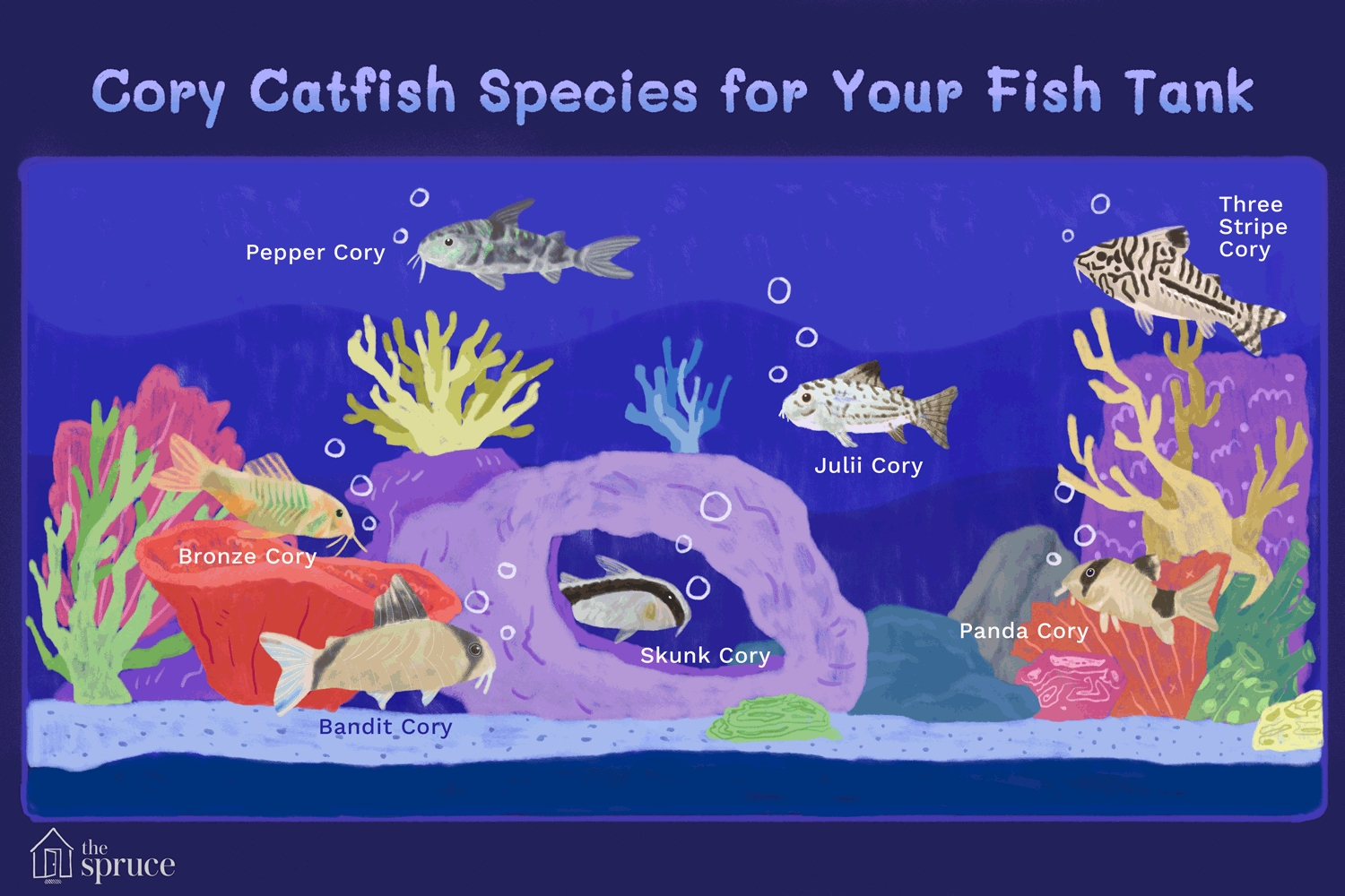 Illustration of cory catfish species