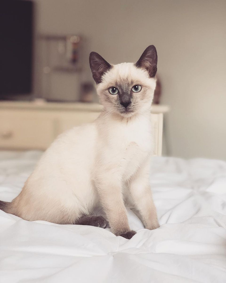 A Siamese cat sitting on a bed and looking into the camera.