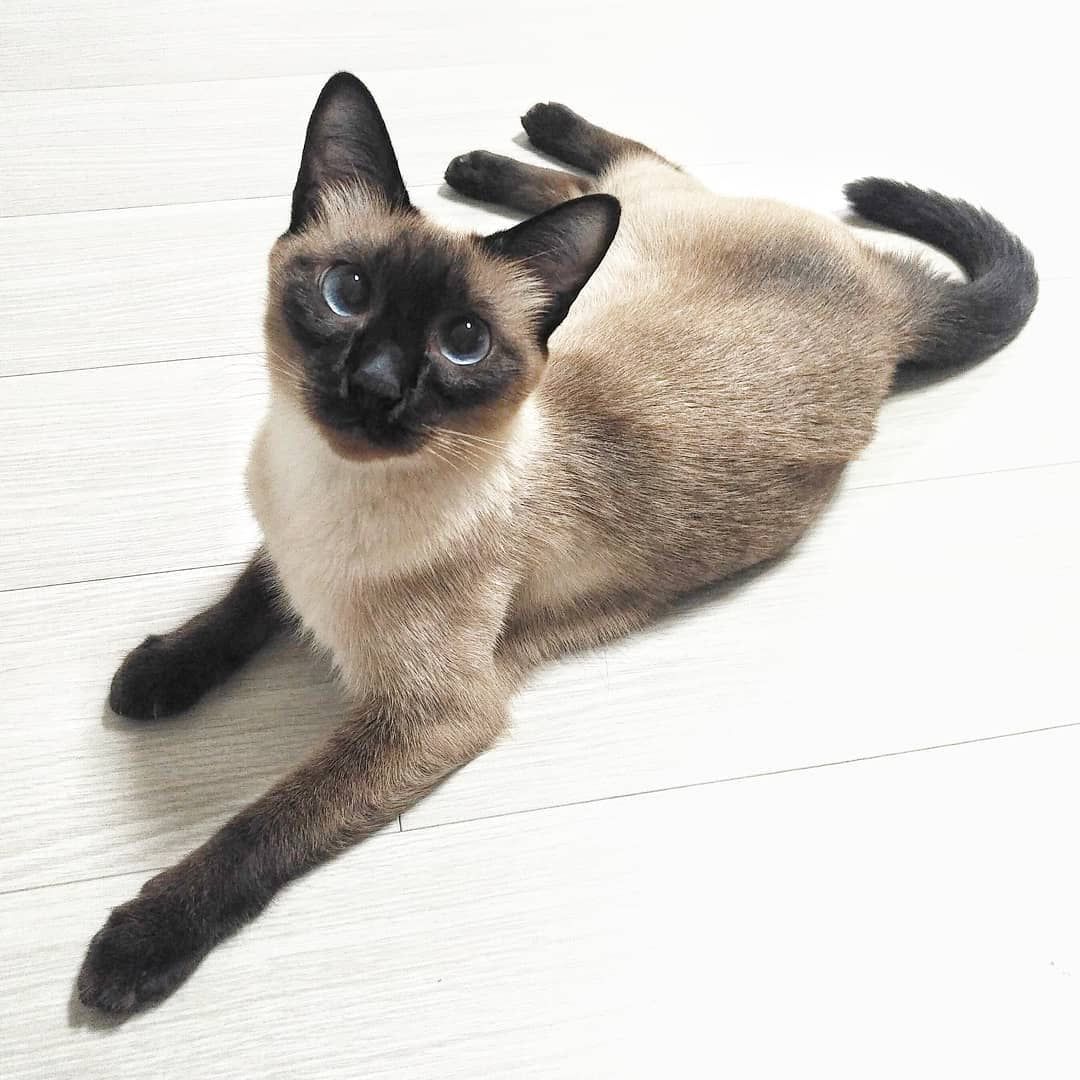 A Siamese cat sitting on a white floor