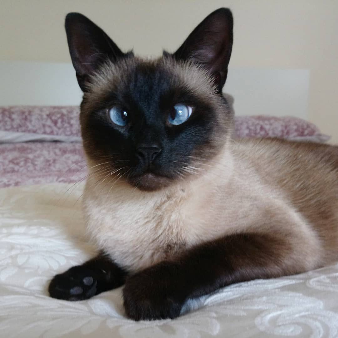 A Siamese cat with crossed eyes on a bed