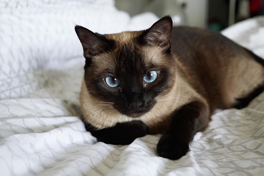 A Siamese cat lounging on a bed