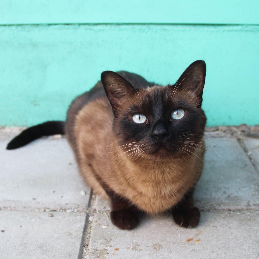 A brown Siamese cat standing in front of a blue wall