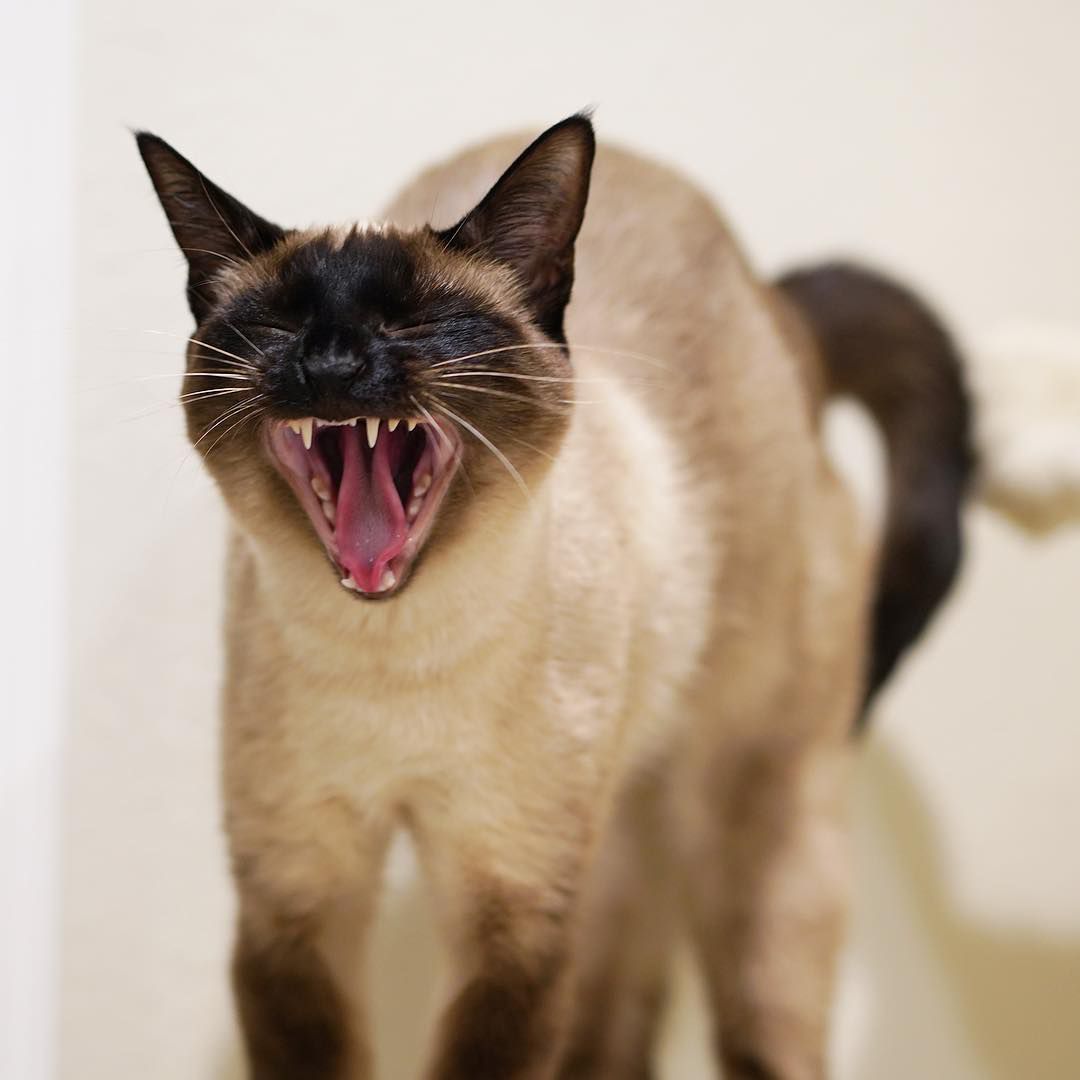 A Siamese cat with its mouth open