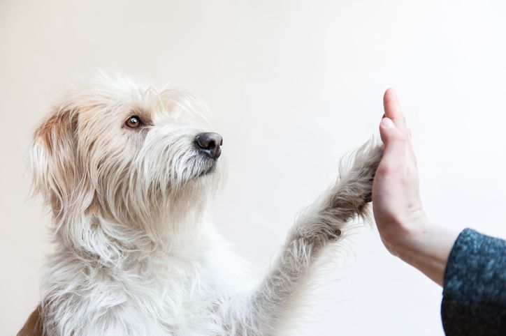 dog giving a high five