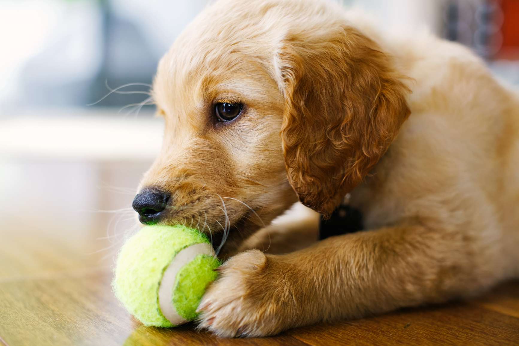 dog fetching a tennis ball
